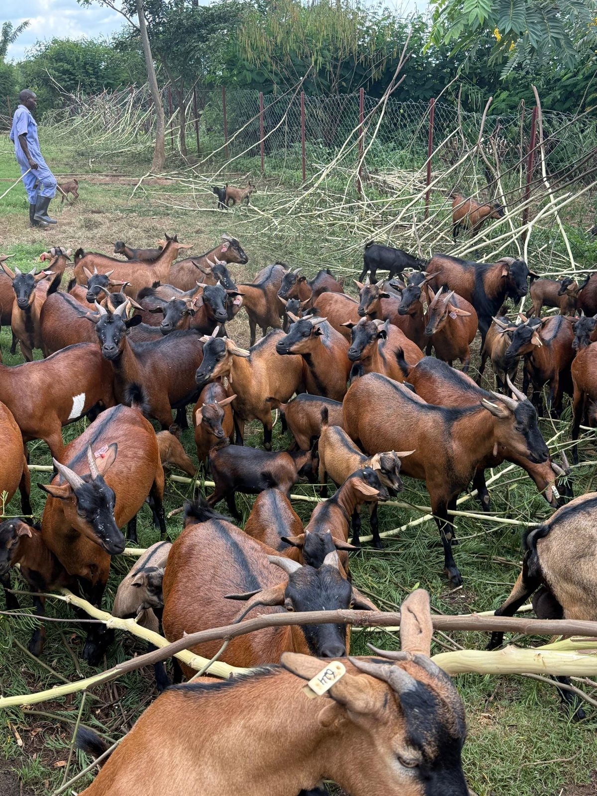 Hyper Goats NAGRC’s Super Goat Breed To Transform Uganda's Livestock Sector ...